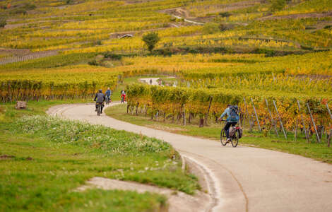 France – Alsace – Cycle Touring 4 © B. Salmanski - ADT - ARTGE